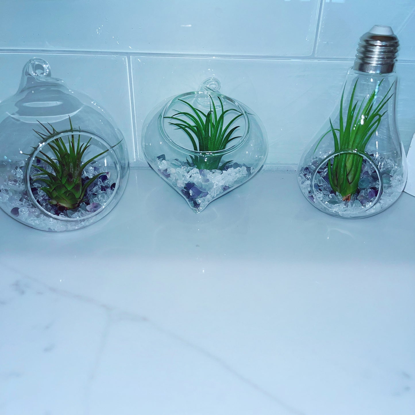 Air Plant Terrarium